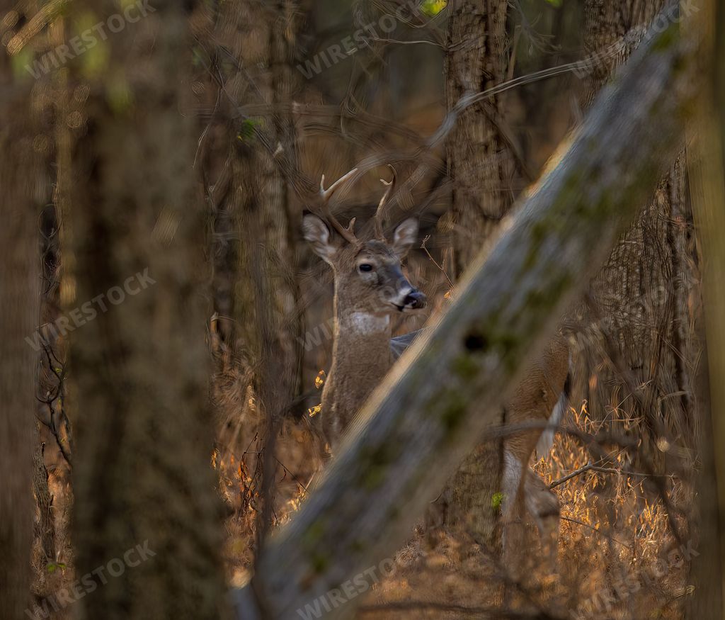 A beautiful deer standing behind the trees in the forest