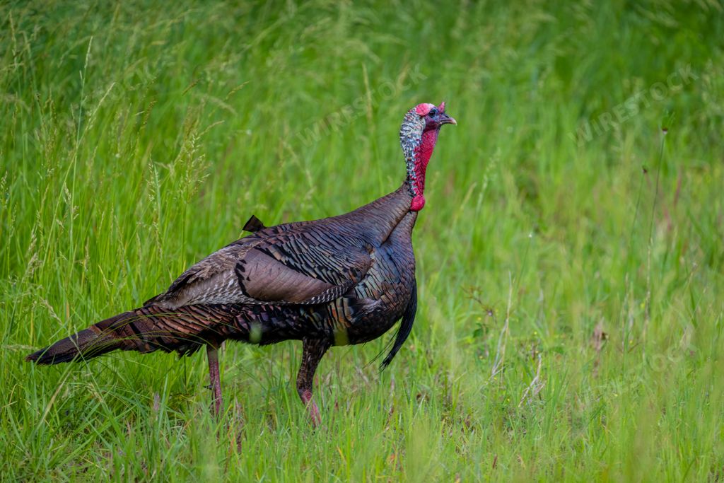 The domestic turkey (Meleagris gallopavo domesticus) in the field