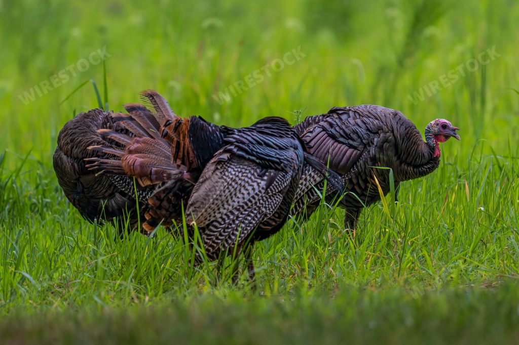 A closeup shot of a rafter of wild turkeys in the field in the daylight