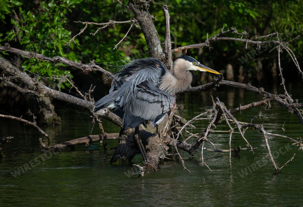 A closeup of a great blue heron standing on a big old tree in the lake
