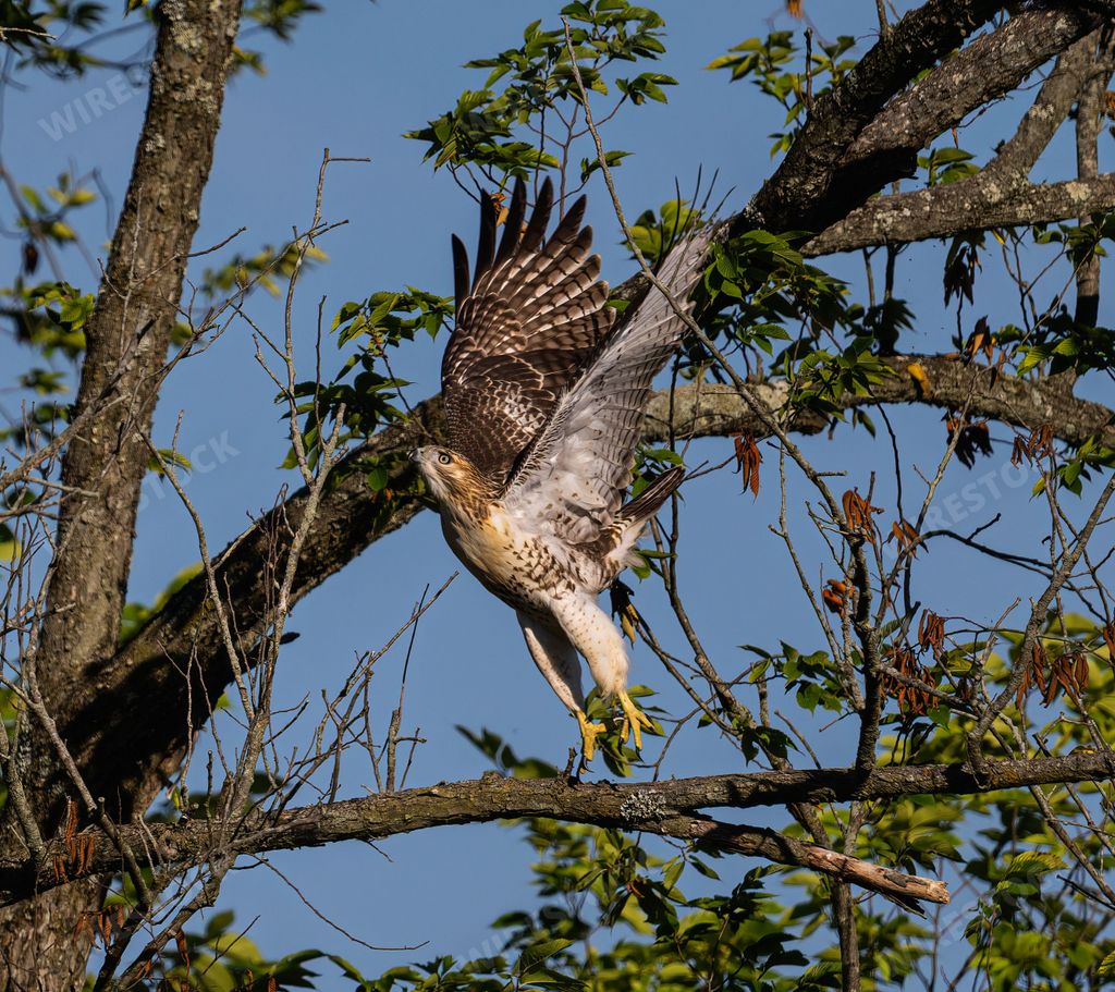 An eagle perching on the tree branch ready for flight