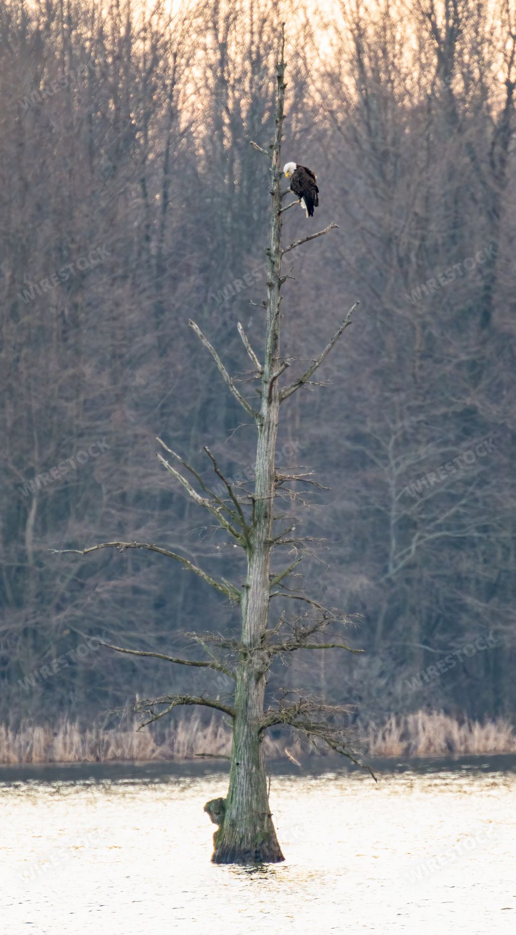 vertical photo of eagle sitting on a dead tree in water