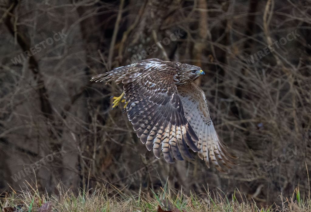 A view of the hawk bird landing on the ground