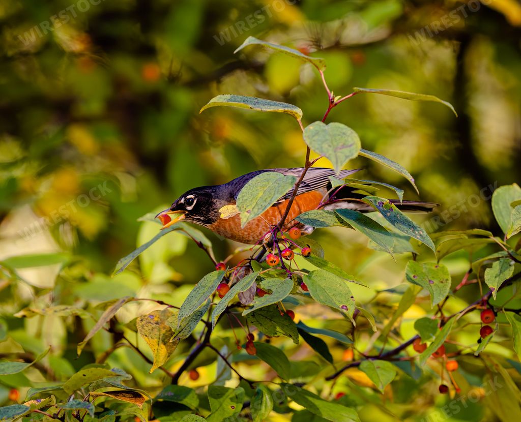 A closeup of an American robin holding a red berry in its beak while perched on a red berry tree