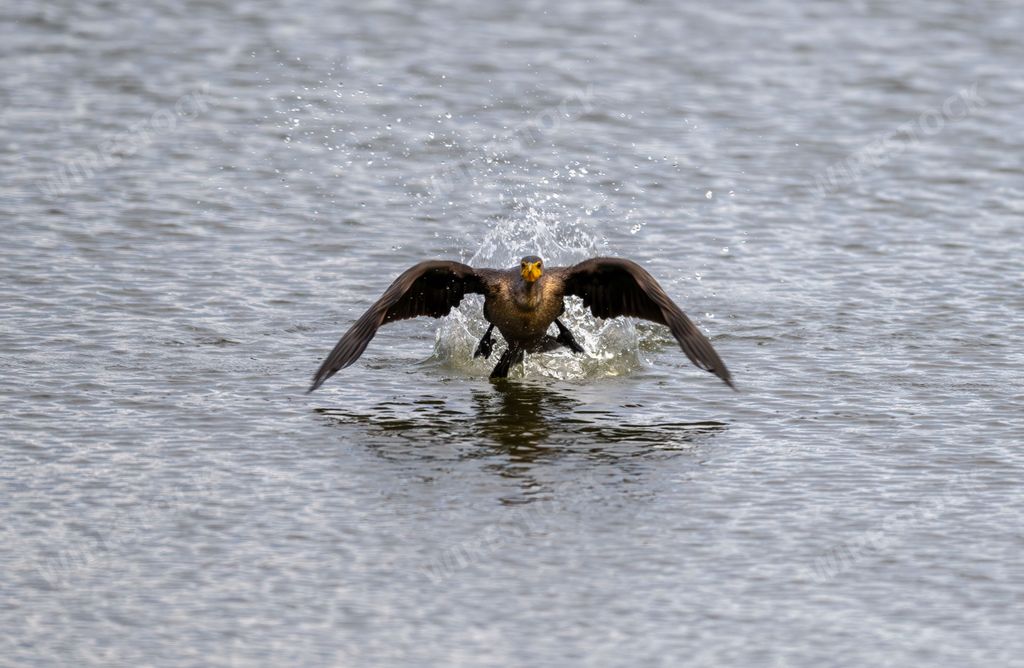 The double-crested cormorant taking off from the water surface. Nannopterum auritum.