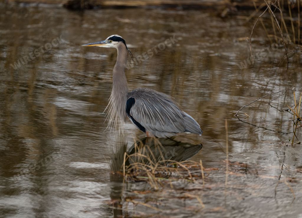 A Great blue heron with specialized feathers on its chest, standing in shallow water in a pond