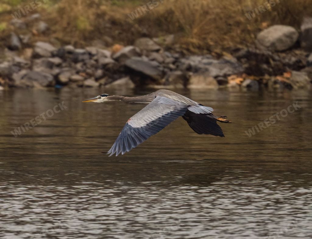A great blue heron flying over the lake