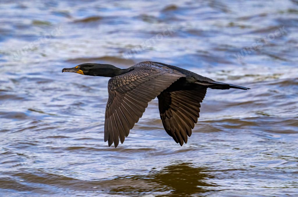 A closeup of a double-crested cormorant flying above the water surface. Nannopterum auritum.