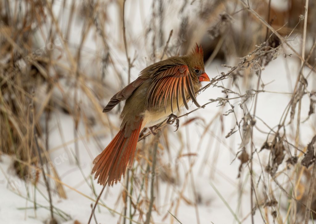 A closeup of a Northern cardinal brown, cardinalis cardinalis opening its wings in frozen vegetation