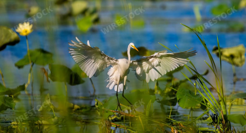 A white great egret searching for food in the lake