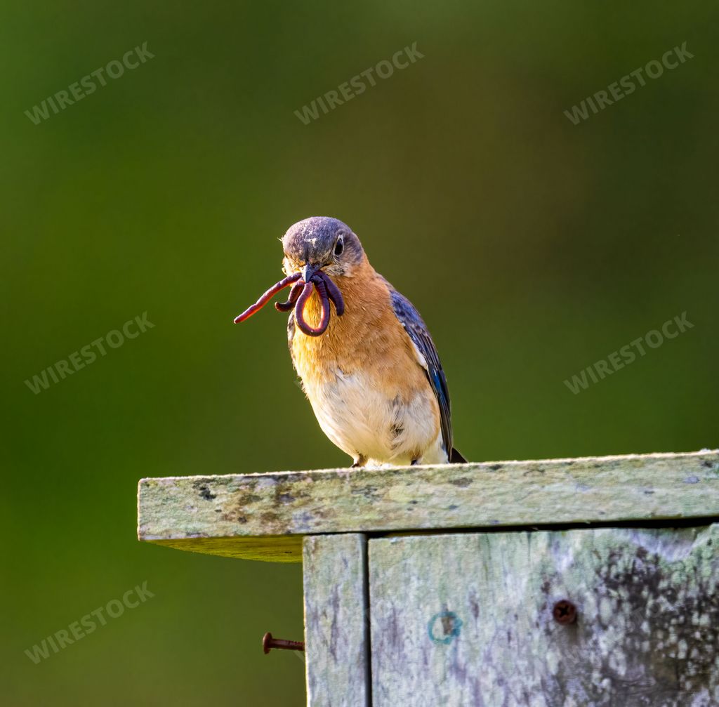 A vertical closeup of an eastern bluebird, Sialia sialis perched on a wooden birdhouse. Shallow focus.