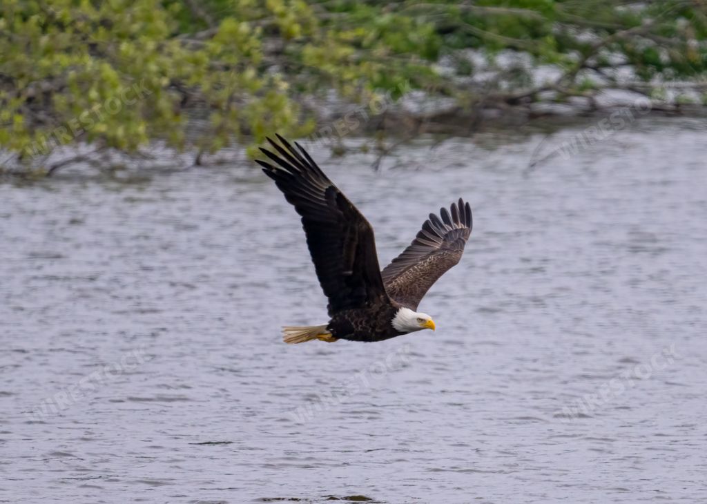 A beautiful view of a bald eagle flying over the water