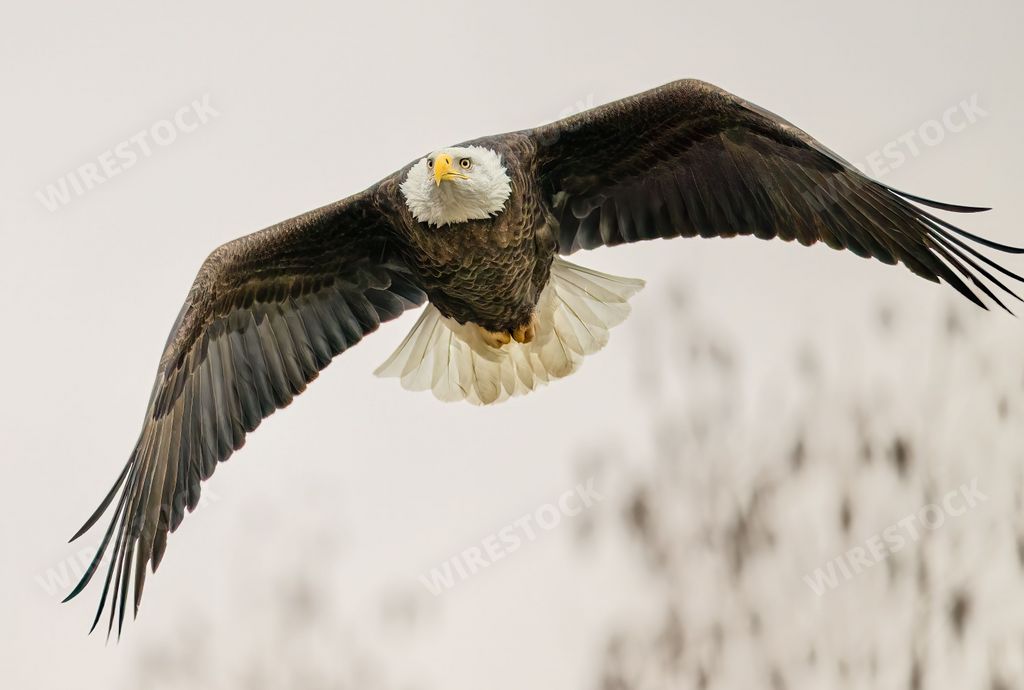A closeup of a  magnificent Bald Eagles in flight with a blurry background