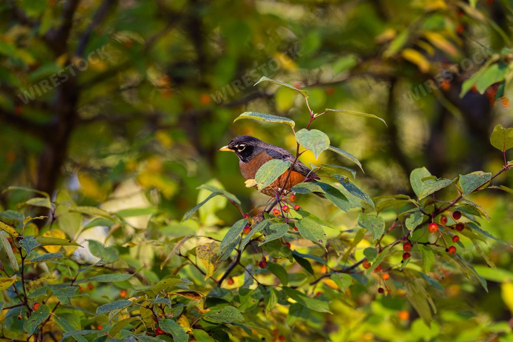 An American robin, turdus migratorius perched on the thin branch of a red berries tree in a forest