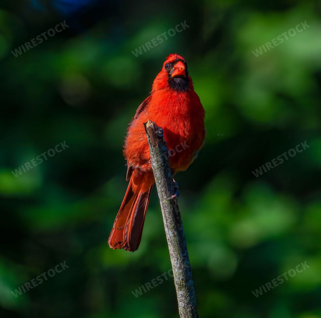 A closeup of red Northern cardinal perched on the top of branch