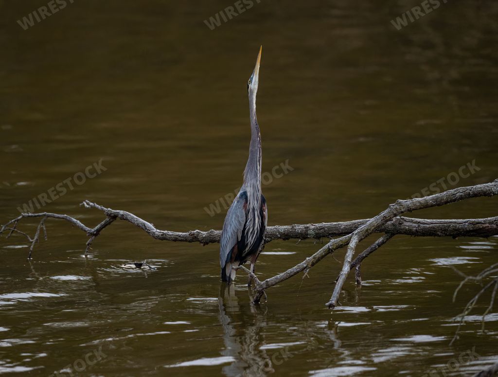 A Great blue heron with specialized feathers on its chest, looking up in shallow water in a pond, with a tree branch in the background