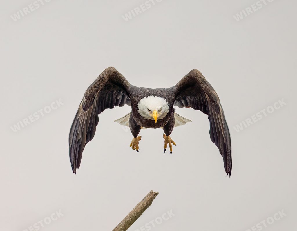 A majestic bald eagle flying in profile with wings outstretched, soaring through the air in search of prey
