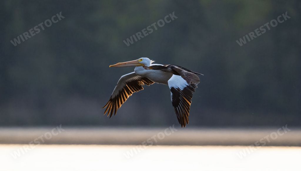 The Pelican flying above the pond water on a cloudy day
