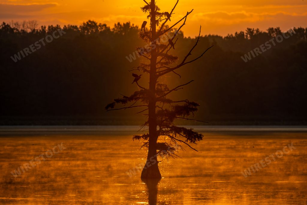 A lonely bare pine tree by the lake at sunset