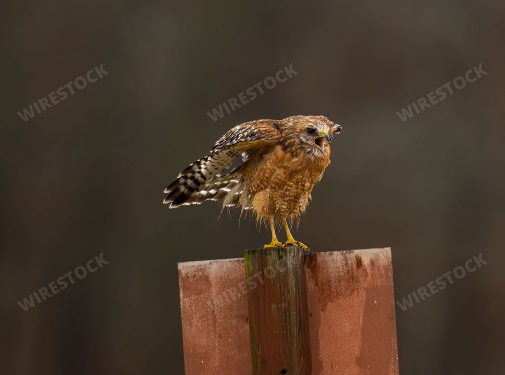 A sad Red-shouldered Hawk standing on metal pole with blur background