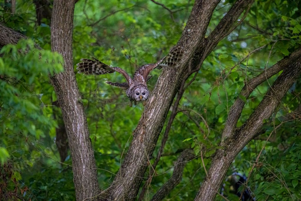 A barred owl flying in a forest