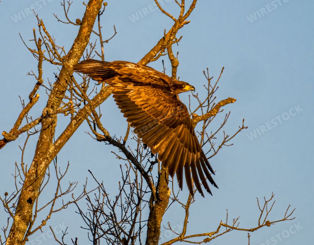 closeup photo of eagle flying between tree branches