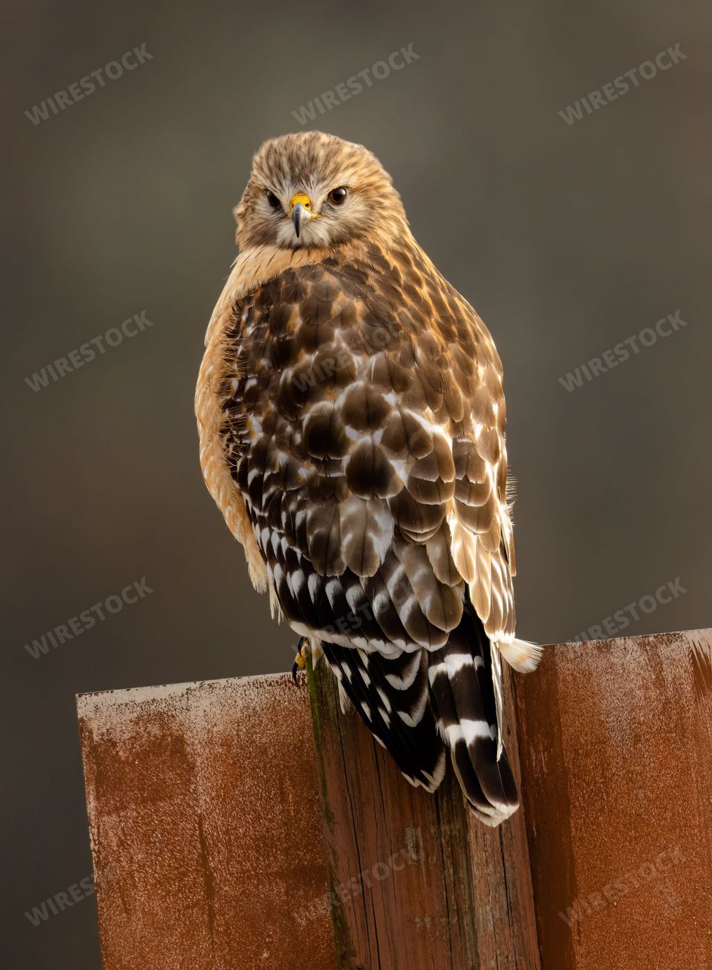 A shallow focus of Red-tailed hawk perched on a wooden fence