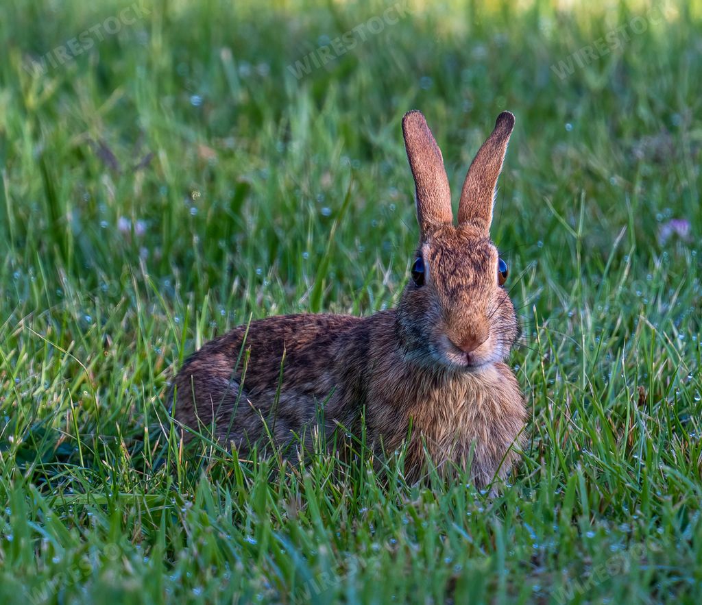 A wild brown rabbit sitting on the grasses in the forest