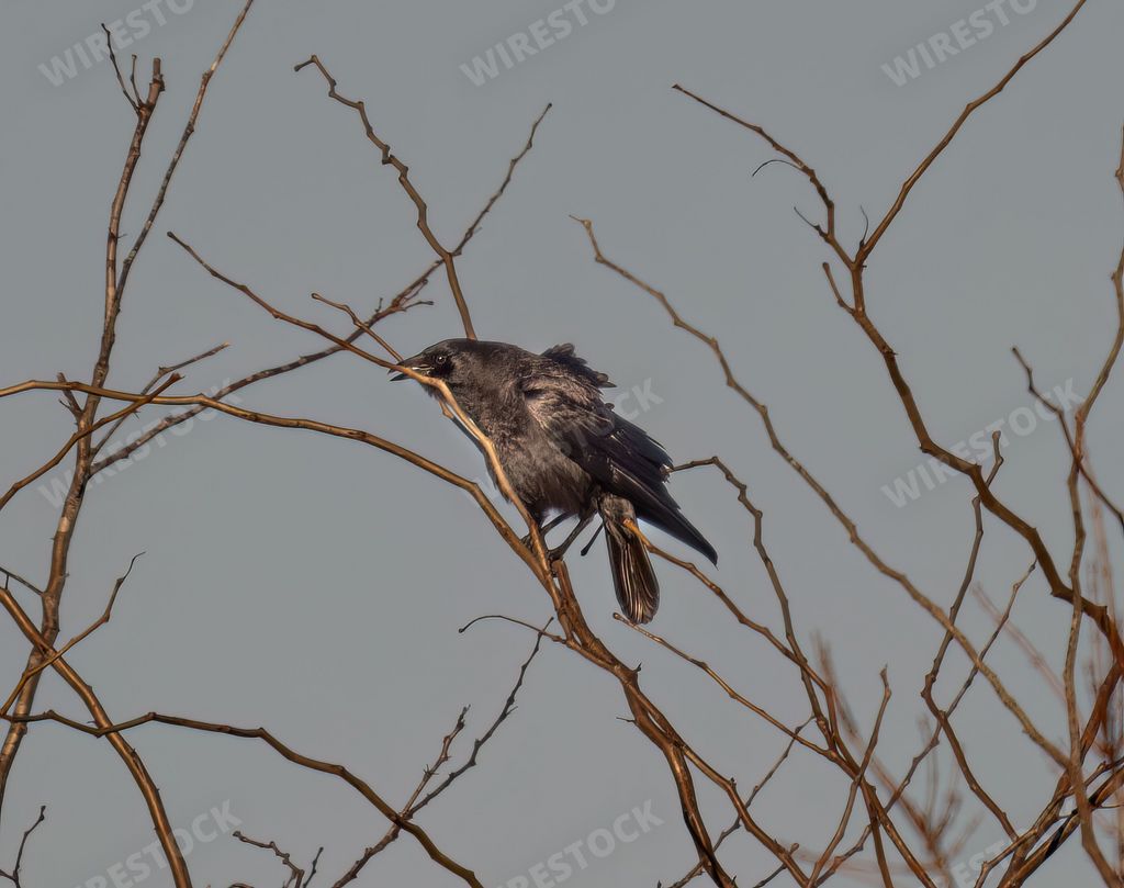 A closeup of a black crow perched on a tree branch with a gray sky backgorund
