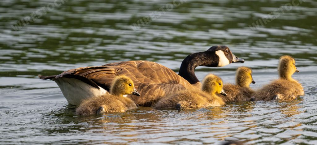 A selective of gadwall with its ducklings (Mareca strepera) in a lake