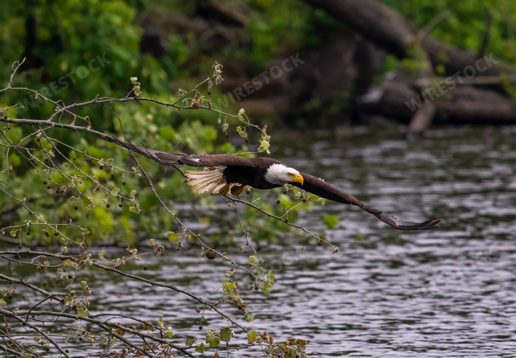 A beautiful view of a bald eagle flying over the water