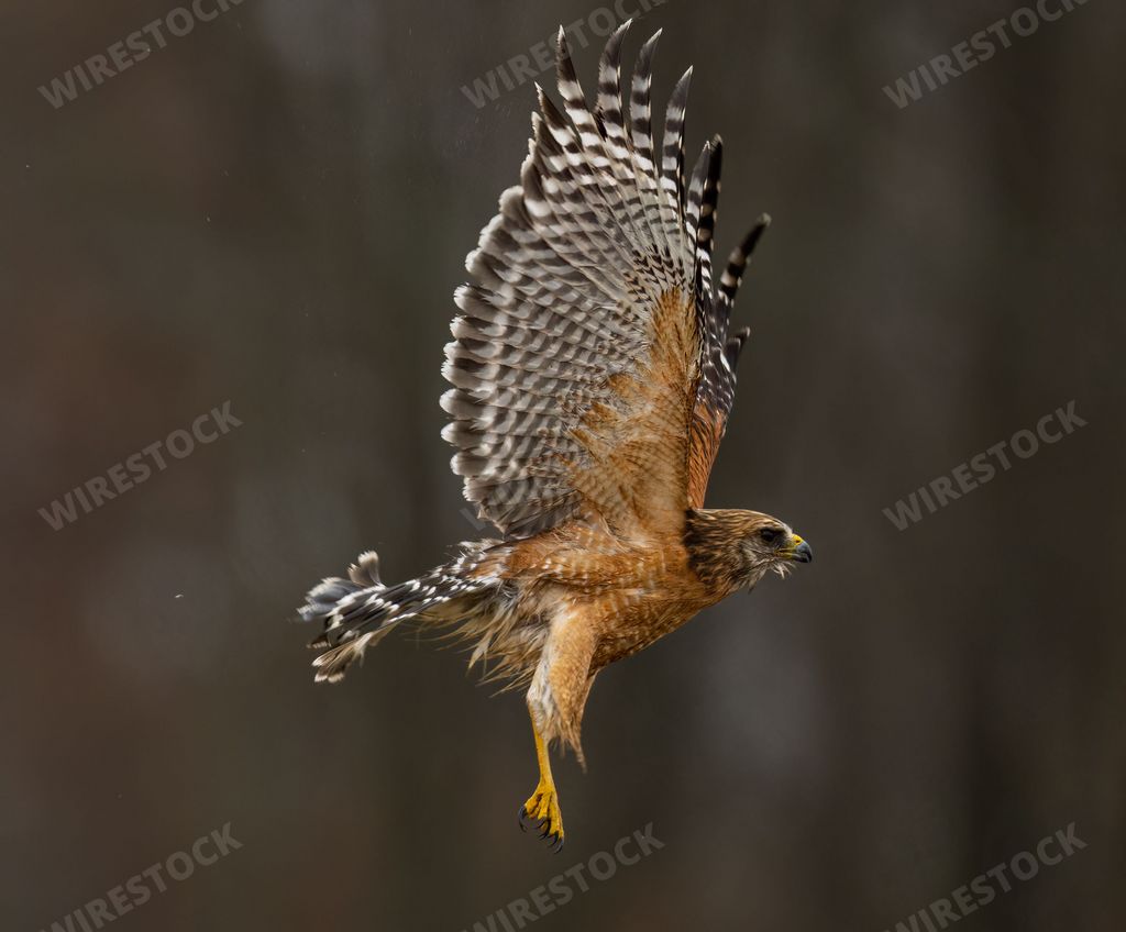 a closeup of a Hawk outstretched its wings with a blurry background