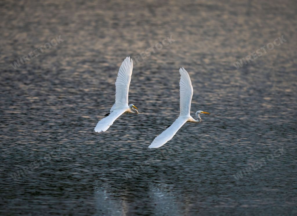 The great white egrets flying over the river water