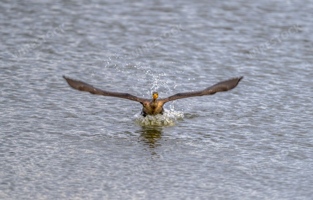 A great cormorant (Phalacrocorax carbo) with wide-spread wings swimming in a river