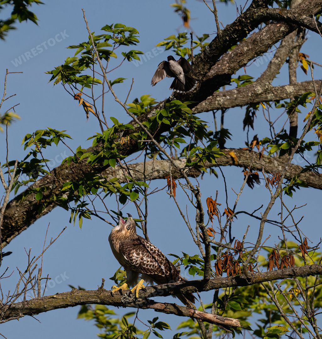An eagle perching on the tree branch ready for flight