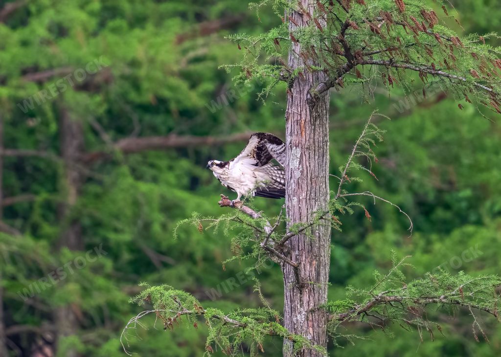 The osprey, Pandion haliaetus perched on the tree branch in the forest. Selected focus.