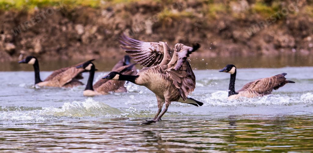 A panoramic view of the Canada geese (Branta canadensis) swimming together