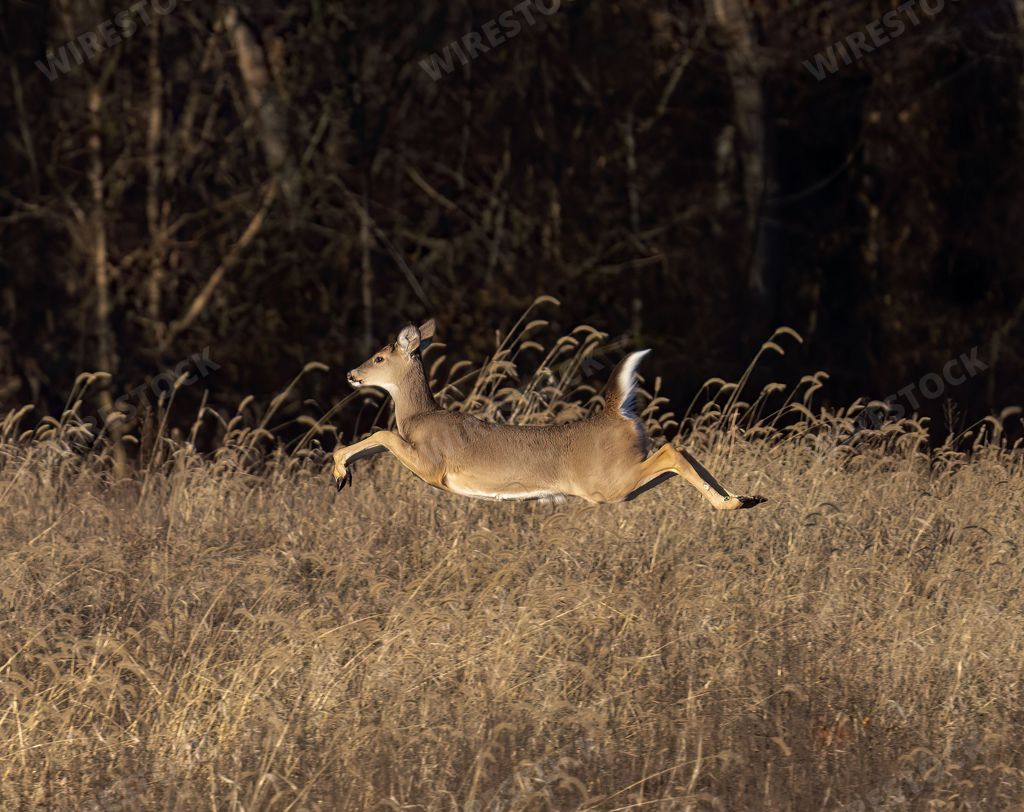 An European roe deer running in a field in the daylight