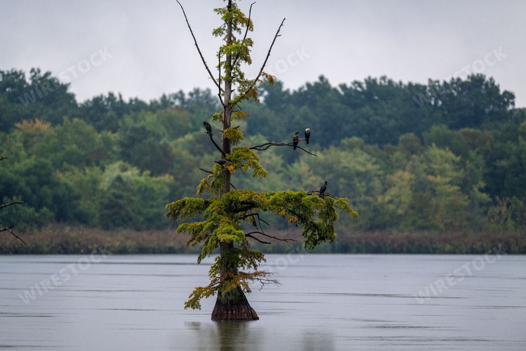 Tranquil nature with birds perched on a lone tree in the middle of a lake