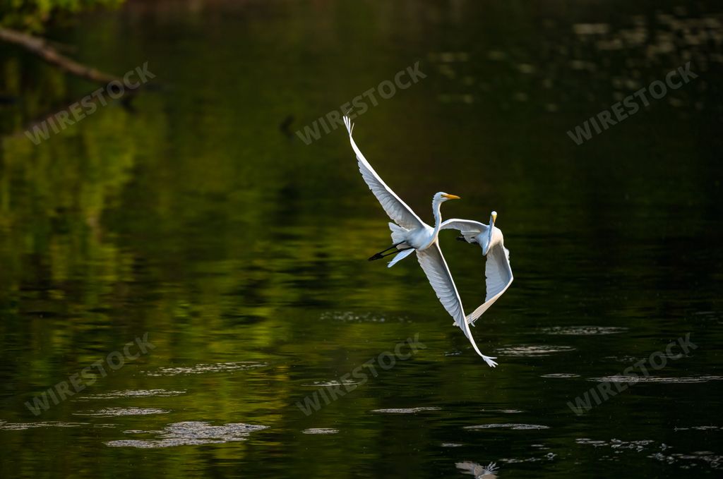 The great white egrets flying over the river water