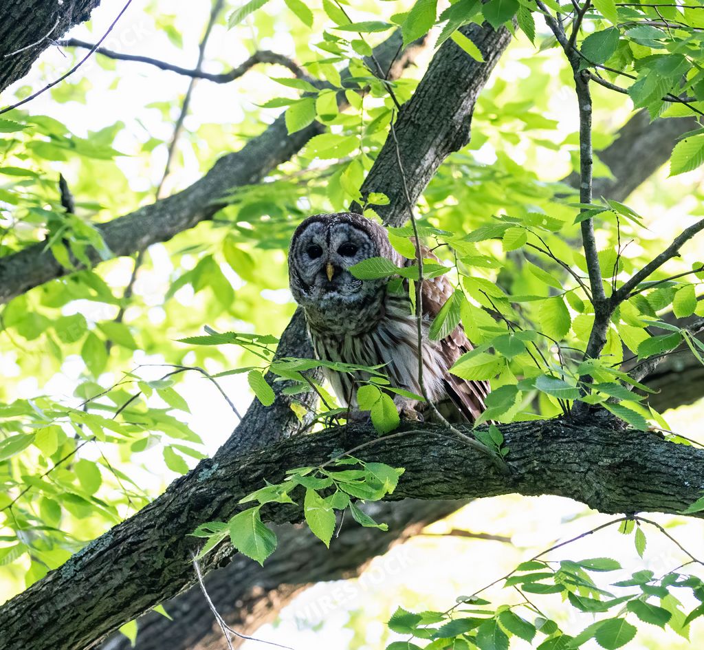 A barred owl perched on a branch in a forest