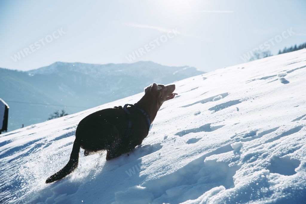 A black labrador retriever dog running in the snow on a sunny day.