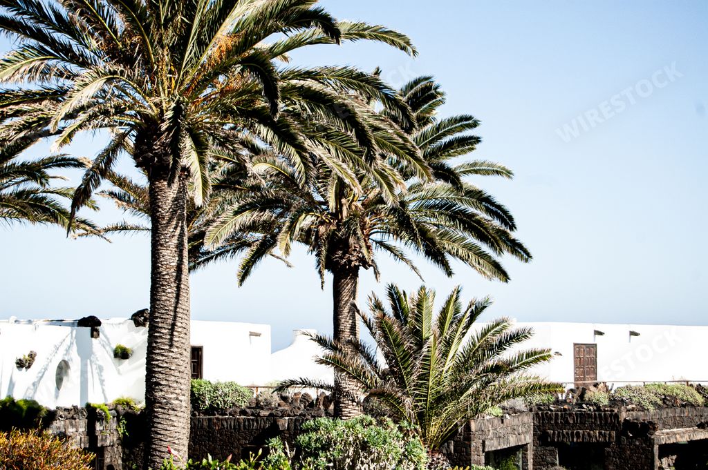 A beautiful shot of babassu palm trees and white houses in Lanzarote, Spain