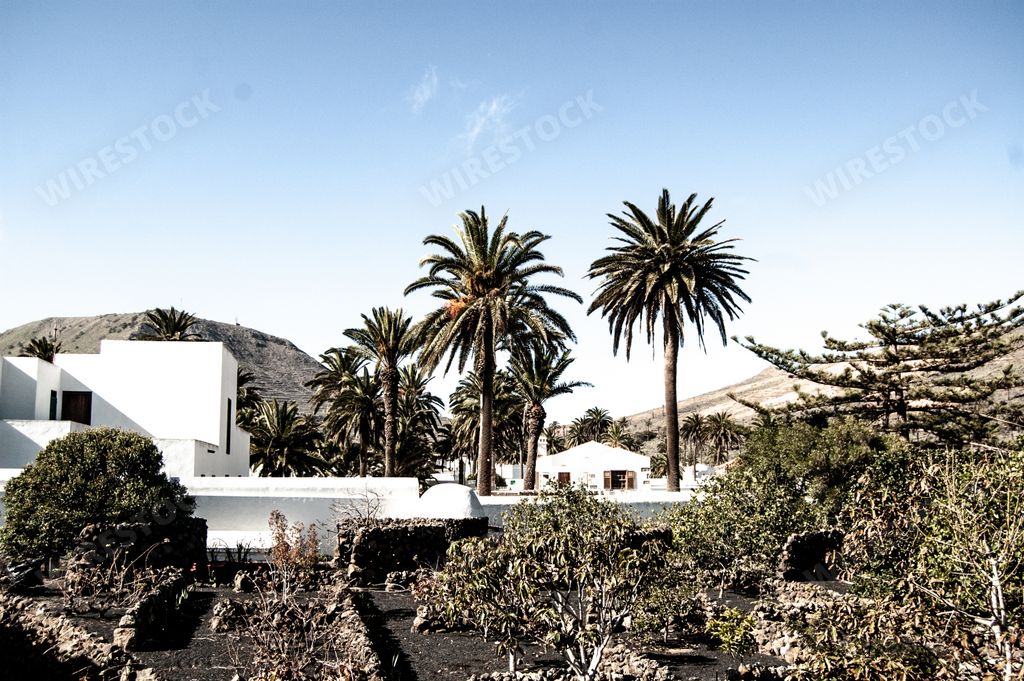 A horizontal shot of palm trees and white houses in Lanzarote, Spain on a sunny day