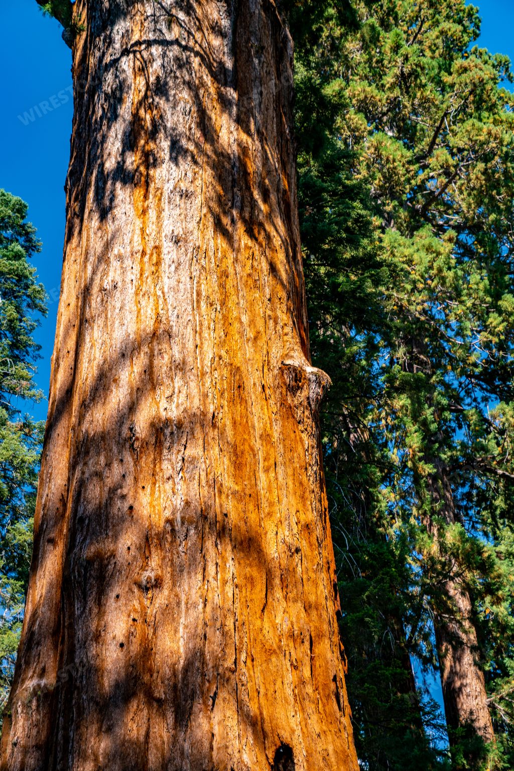 A vertical shot of huge sequoia tree in the Sequoia National park