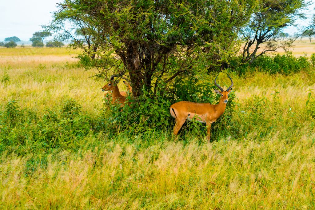 The African impalas in a field in Tanzania