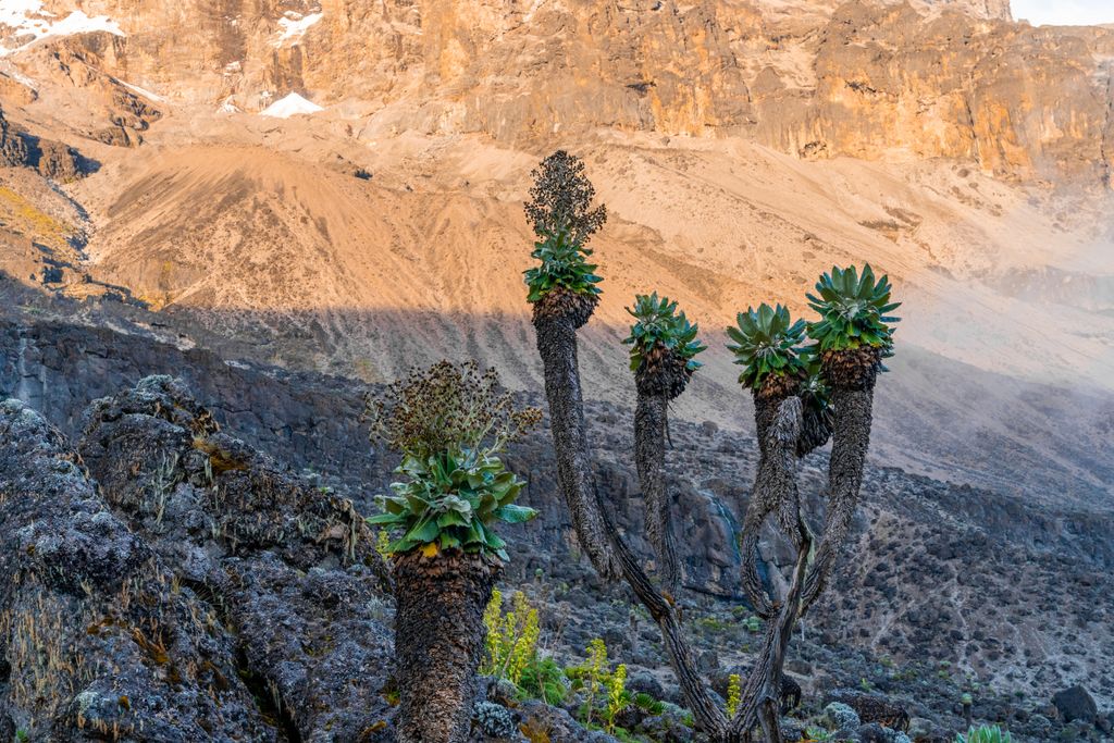 The Senecio Trees in the volcanic terrain around Kilimanjaro mountain in Tanzania