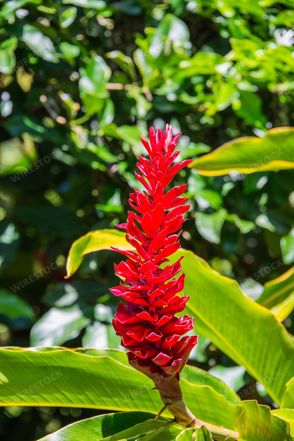 The Flower of Red Ginger Plant on the island of Maui, Hawaii