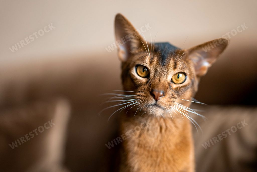 A portrait of an adorable brown Abyssinian cat with a serious face