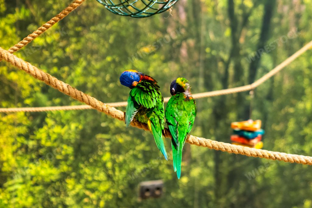 A closeup of Loriinis perched on a rope surrounded by greenery under the sunlight in Costa Rica